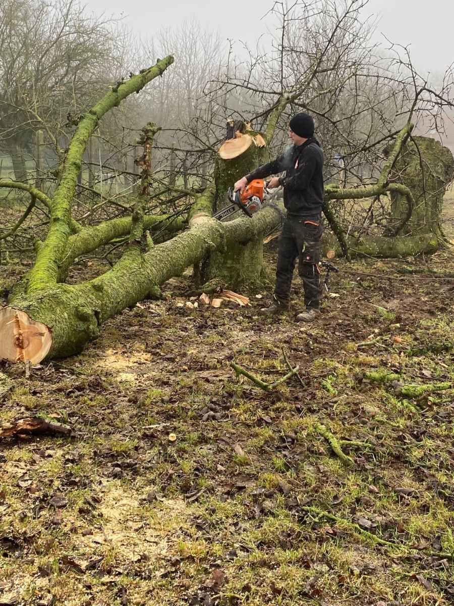 Medewerker van JDC BV verzaagt een gevelde boom met een kettingzaag.