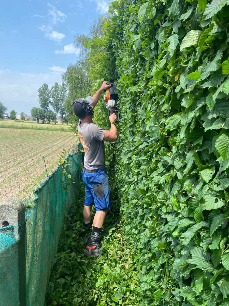 Medewerker van JDC BV scheert een hoge haag tijdens professioneel tuinonderhoud in Vlaanderen.