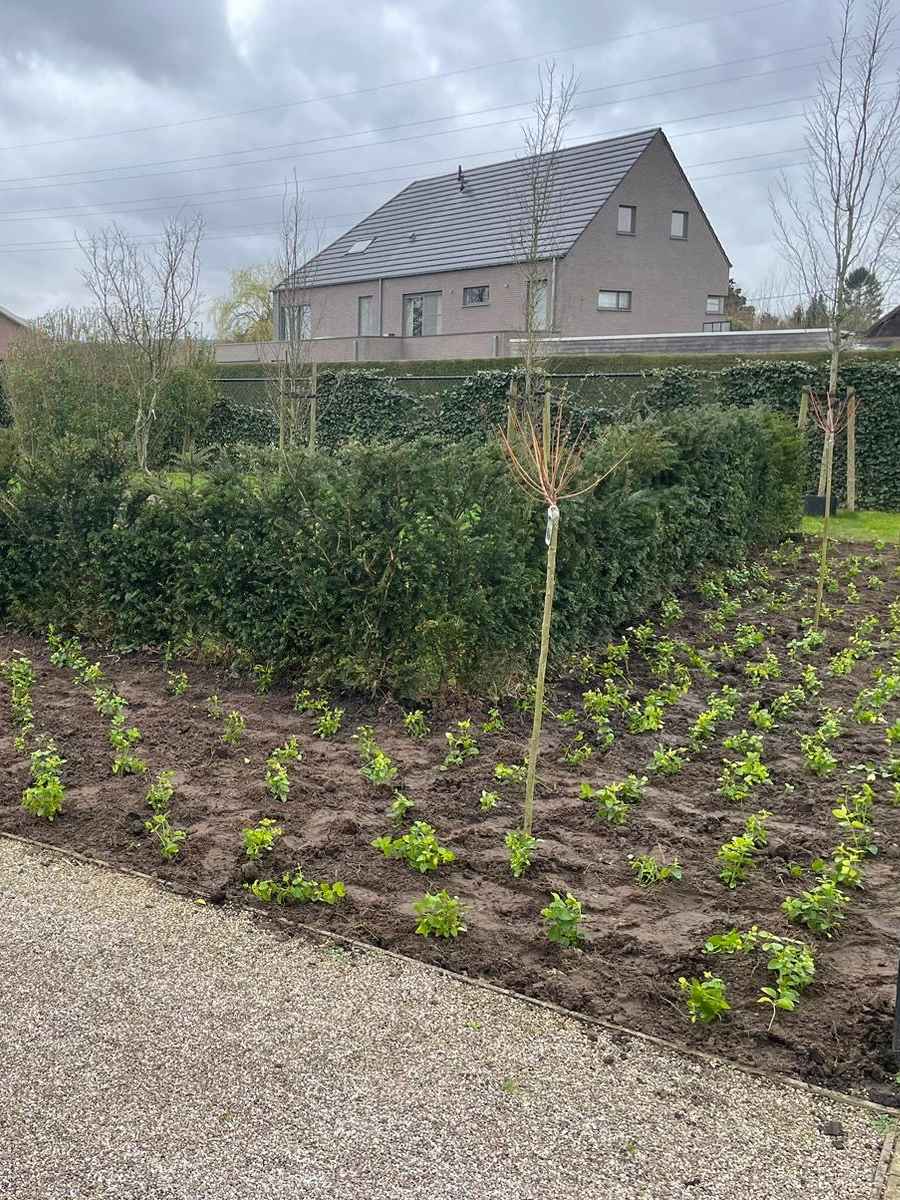 professionele-tuinaanleg-jdc-bv-vlaanderen Nieuw aangelegde tuin met jonge bomen, hagen en beplanting door JDC BV.
