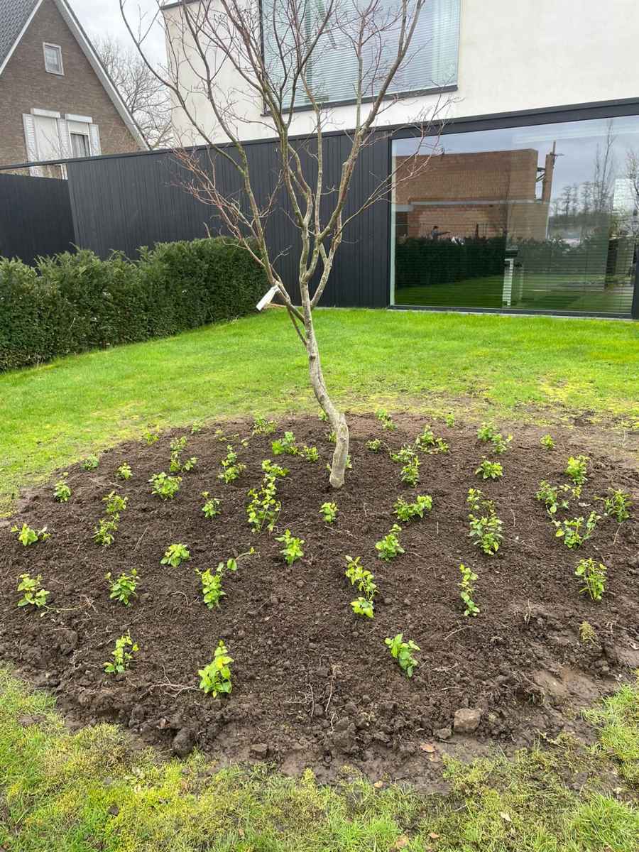 Nieuw aangelegde tuin met boom, jonge beplanting en gazon door JDC BV.